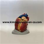 مولاژ قلب 6 قسمتی 3 برابر اندازه طبیعی