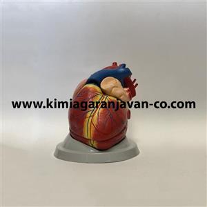 مولاژ قلب 6 قسمتی 3 برابر اندازه طبیعی