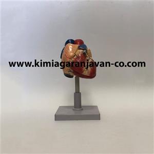 مولاژ قلب اندازه طبیعی