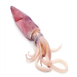 Squid اسکویید 1 کیلویی 