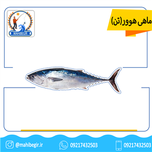 ماهی تن یا هوور  1 عدد skipjack tuna