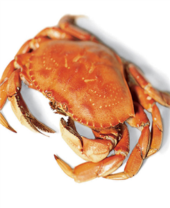 خرچنگ  1 عدد Crab