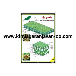 پوستر ساختار برگ گیاه