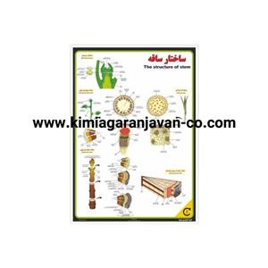 پوستر ساختار ساقه گیاه