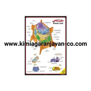 پوستر ساختمانی سلول گیاهی