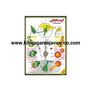 پوستر گرده افشانی گیاهی