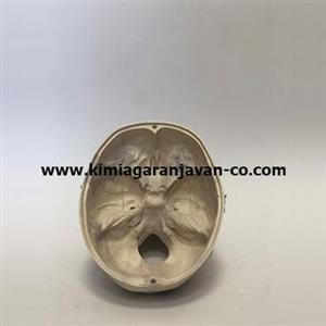 مولاژ جمجمه انسان اندازه طبیعی طرح آلمانی