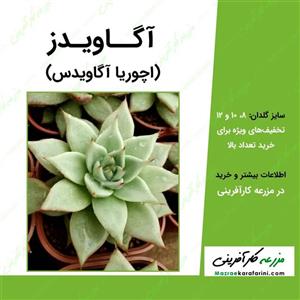 آگاویدز (اچوریا آگاویدس)