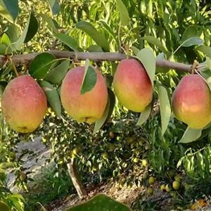 نهال گلابی درگزی