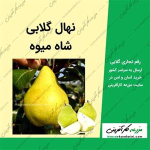نهال گلابی شاه‌میوه