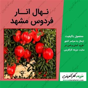 نهال انار فردوس مشهد