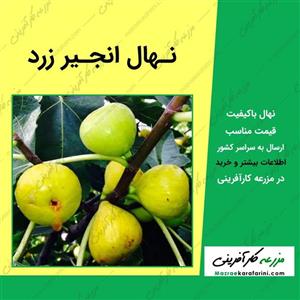 نهال انجیر زرد