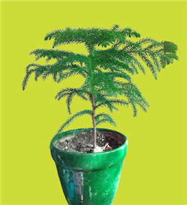 درخت و تزئینات کریسمس کاج مطبق 