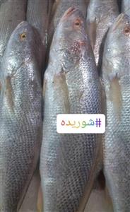 ماهی شوریده (۱۲ کیلویی) 