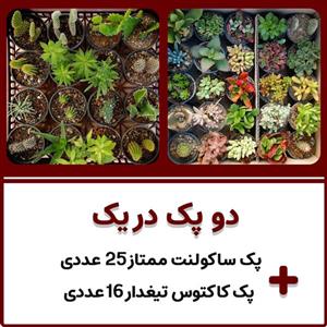 پکیج کاکتوس تیغدار و ساکولنت دو در یک
