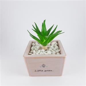 گلدان همیشه بهار موزیکال