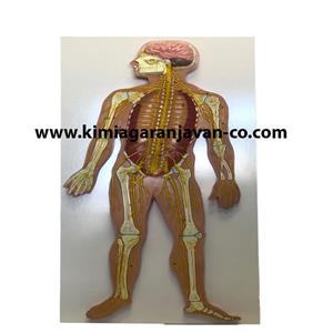 مولاژ دستگاه عصبی انسان