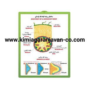 پوستر برجسته ساختار ریشه گیاه تک لپه ای