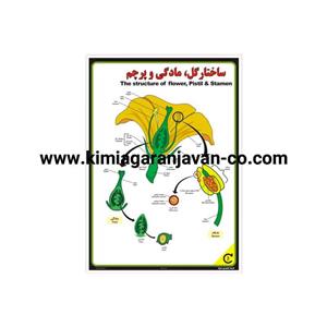 پوستر ساختار گل،مادگی و پرچم