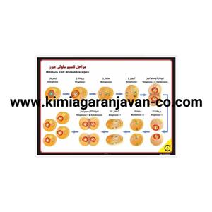 پوستر مراحل تقسیم سلولی میوز