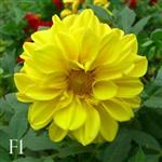بذر گل کوکب پاکوتاه Figaro yellow shade