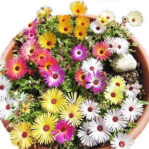 بذر گل ناز یخی الوان  150 عددی