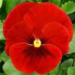 بذر گل بنفشه قرمز گل درشت ایرانی