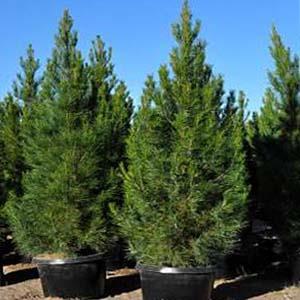 بذر درخت کاج تهران 10 عددی