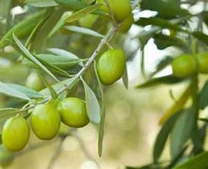 بذر درخت زیتون تلخ(حداقل سفارش 1Kg)