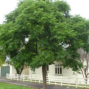 بذر درخت زیتون تلخ