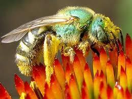 تحقیق شرح الگوریتم کلونی مورچه و زنبور عسل 