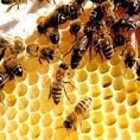 تحقیق شرح الگوریتم کلونی مورچه و زنبور عسل 