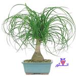 گلدان بونسای لیندا Ponytail Palm