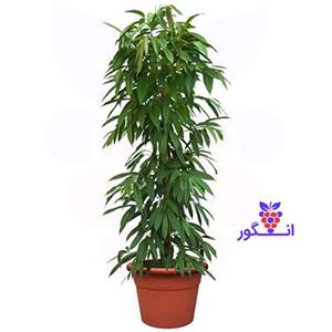 گلدان بنجامین آمستل کینگ