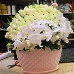باکس گل رها ترکیبی از زیباترین گل های رز و ارکیده سفید