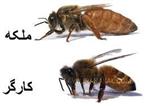 پاورپوینت تولید ملکه زنبور عسل اصلاح شده