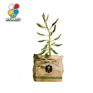 گیاه طبیعی کاکتوس اشک زلیخا گلباران سبز گیلان مدل GN13-40K
