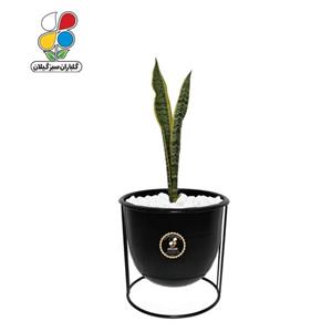 گیاه طبیعی سانسوریا شمشیری ابلق مدل GN13-26MS
