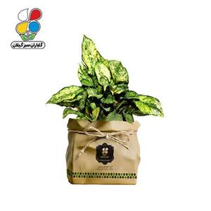 گیاه طبیعی آگلونما صدفی گلباران سبز گیلان مدل GN13-8K