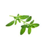 بذر آویشن شیرازی Zataria multiflora