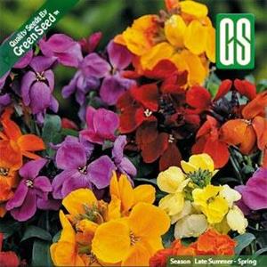 بذر گل شب بو زعفرانی فله