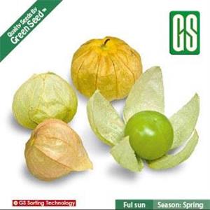  فیسالیس سبز (عروس پشت پرده) گرین سید کد 1006