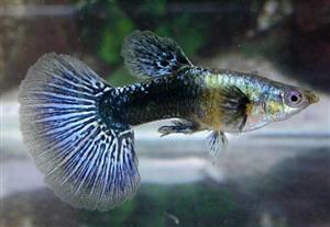 گوپی بلو ایگل جفتی سایز ۳ تا ۵ cm