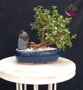 بنسای(بونسای) خرفه (جید مینیاتور) یا پرتولاکاریا