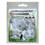 بذر گل اطلسی گل درشت سفید گلبرگ پامچال کد GPF-021