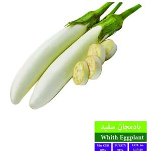 بذر بادمجان قلمی بذر طلایی رویان مدل BZTR-045