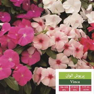 بذر گل پریوش الوان بذر طلایی رویان کد BZTR-009