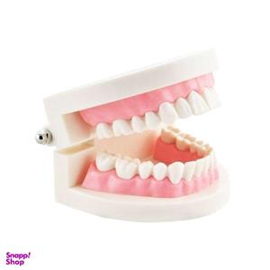 بازی آموزشی مدل مولاژ دندان انسان کد A017