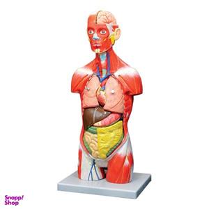 بازی آموزشی مدل مولاژ نیم تنه انسان مدل A024