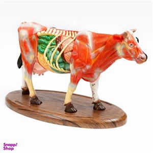 بازی آموزشی مدل مولاژ آناتومی گاو کد A022-Wooden